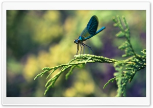 Blue Dragonfly Macro Ultra HD Wallpaper for 4K UHD Widescreen desktop, tablet & smartphone