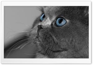 Blue Eyed Cat Ultra HD Wallpaper for 4K UHD Widescreen desktop, tablet & smartphone