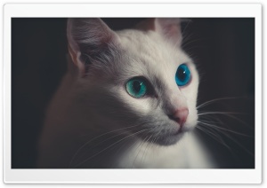 Blue Eyes Cat Ultra HD Wallpaper for 4K UHD Widescreen desktop, tablet & smartphone