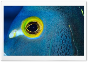 Blue Fish with Yellow Eyes Ultra HD Wallpaper for 4K UHD Widescreen desktop, tablet & smartphone