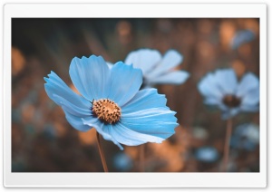 Blue Flower 4K UHD Wallpaper for Widescreen and UltraWide Desktop, UltraHD TV, Smartphone, Tablet