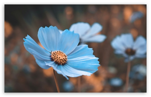 Blue Flower UltraHD Wallpaper for UHD 16:9 ; HD 16:9 ; UltraWide 21:9 24:10 32:9 32:10 ; Widescreen 16:10 5:3 ; Fullscreen 5:4 3:2 ; Tablet 1:1 ; Mobile 9:16 9:19.5 9:20 9:21 9:22 10:16 2:3 3:5 3:4 ; Dual 16:10 5:3 16:9 4:3 5:4 3:2 ;