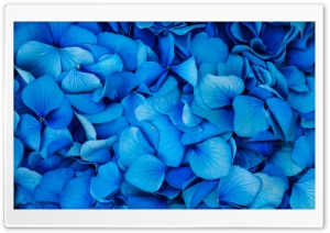 Blue Flower 4K UHD Wallpaper for Widescreen and UltraWide Desktop, UltraHD TV, Smartphone, Tablet