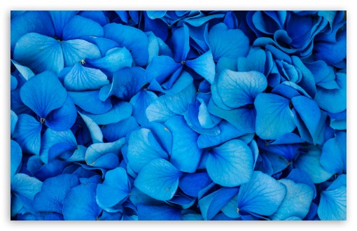 Blue Flower UltraHD Wallpaper for HD 16:9 ; UltraWide 21:9 24:10 ; Widescreen 16:10 5:3 ; Fullscreen 5:4 3:2 ; Tablet 1:1 ; Mobile 9:16 9:19.5 9:20 10:16 2:3 3:5 3:4 ;