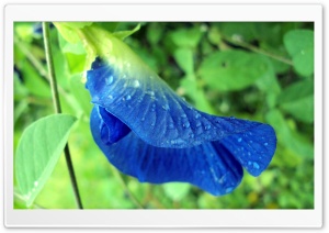 Blue Flower 4K UHD Wallpaper for Widescreen and UltraWide Desktop, UltraHD TV, Smartphone, Tablet