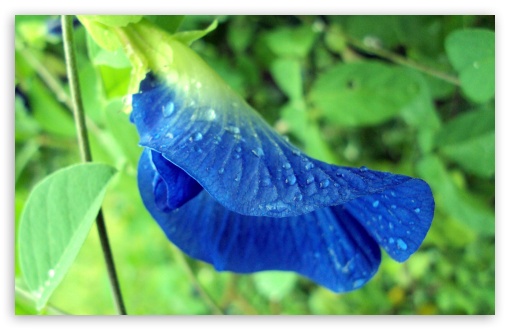 Blue Flower UltraHD Wallpaper for UHD 16:9 ; HD 16:9 ; Widescreen 16:10 5:3 ; Fullscreen 4:3 ;