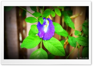 Blue Flower Ultra HD Wallpaper for 4K UHD Widescreen desktop, tablet & smartphone