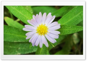Blue Flower 4K UHD Wallpaper for Widescreen and UltraWide Desktop, UltraHD TV, Smartphone, Tablet