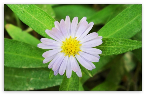 Blue Flower UltraHD Wallpaper for UHD 16:9 ; HD 16:9 ; Widescreen 16:10 5:3 ; Fullscreen 4:3 ;