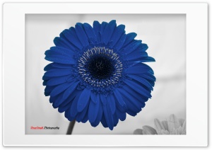 Blue Flower 4K UHD Wallpaper for Widescreen and UltraWide Desktop, UltraHD TV, Smartphone, Tablet