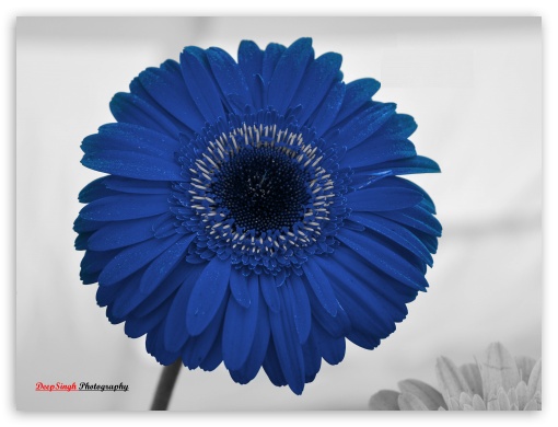 Blue Flower UltraHD Wallpaper for Fullscreen 4:3 ;