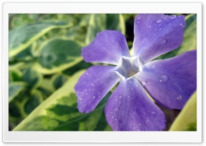 Blue Flower - Atuka's Art Ultra HD Wallpaper for 4K UHD Widescreen desktop, tablet & smartphone