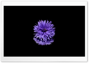 Blue Flower, Black Background Ultra HD Wallpaper for 4K UHD Widescreen desktop, tablet & smartphone
