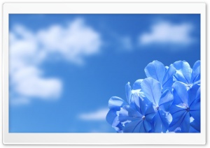 Blue Flower Blue Sky Ultra HD Wallpaper for 4K UHD Widescreen Desktop, Lockscreen, Screensaver, TV, Tablet, Smartphone