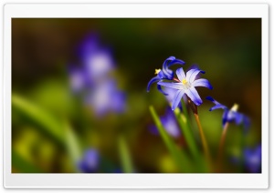 Blue Flower Bokeh Ultra HD Wallpaper for 4K UHD Widescreen desktop, tablet & smartphone