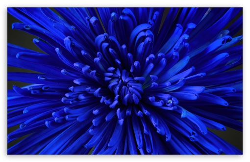 Blue Flower, Macro, Mums, Chrysanthemums UltraHD Wallpaper for UHD 16:9 ; HD 16:9 ; UltraWide 21:9 24:10 32:9 32:10 ; Widescreen 16:10 5:3 ; Fullscreen 4:3 5:4 3:2 ; Tablet 1:1 ; Mobile 9:16 9:19.5 9:20 10:16 2:3 3:5 3:4 ; Dual 16:10 5:3 16:9 4:3 5:4 3:2 ;