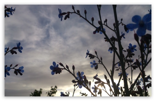 Blue Flowers UltraHD Wallpaper for UHD 16:9 2160p 1440p 1080p 900p 720p ; 8K UHD TV 16:9 Ultra High Definition 2160p 1440p 1080p 900p 720p ; Widescreen 16:10 5:3 WHXGA WQXGA WUXGA WXGA WGA ; Fullscreen 4:3 UXGA XGA SVGA ;