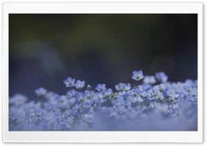 Blue Flowers Background Ultra HD Wallpaper for 4K UHD Widescreen desktop, tablet & smartphone