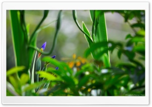 Blue Flowers Blooming Ultra HD Wallpaper for 4K UHD Widescreen desktop, tablet & smartphone