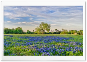 Blue Flowers Field Ultra HD Wallpaper for 4K UHD Widescreen desktop, tablet & smartphone