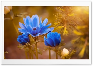 Blue Flowers, Golden Sunshine Ultra HD Wallpaper for 4K UHD Widescreen desktop, tablet & smartphone