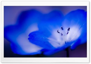 Blue Flowers Macro Ultra HD Wallpaper for 4K UHD Widescreen desktop, tablet & smartphone