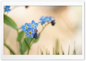 Blue Forget-me-nots Flowers Macro Ultra HD Wallpaper for 4K UHD Widescreen desktop, tablet & smartphone