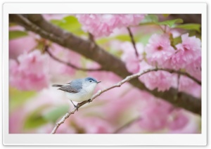 Blue-gray Gnatcatcher bird, Spring Ultra HD Wallpaper for 4K UHD Widescreen Desktop, Lockscreen, Screensaver, TV, Tablet, Smartphone