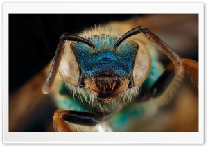 Blue Green Metallic Bee, Agapostemon Splendens Ultra HD Wallpaper for 4K UHD Widescreen desktop, tablet & smartphone