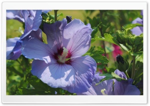 Blue Hawaii Ultra HD Wallpaper for 4K UHD Widescreen desktop, tablet & smartphone