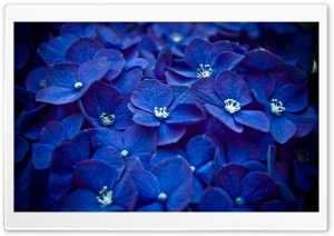 Blue Hortensia Ultra HD Wallpaper for 4K UHD Widescreen desktop, tablet & smartphone