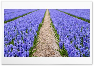 Blue Hyacinth Field, Spring Ultra HD Wallpaper for 4K UHD Widescreen desktop, tablet & smartphone