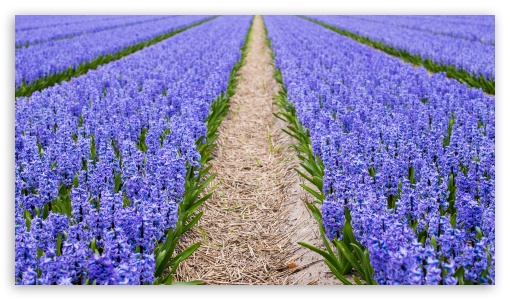 Blue Hyacinth Field, Spring UltraHD Wallpaper for UltraWide 21:9 24:10 ; 8K UHD TV 16:9 Ultra High Definition 2160p 1440p 1080p 900p 720p ; UHD 16:9 2160p 1440p 1080p 900p 720p ; Mobile 16:9 - 2160p 1440p 1080p 900p 720p ;