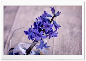 Blue Hyacinth Flower In A Vase Ultra HD Wallpaper for 4K UHD Widescreen desktop, tablet & smartphone