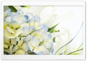 Blue Hydrangea and Lilies Ultra HD Wallpaper for 4K UHD Widescreen desktop, tablet & smartphone