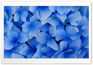 Blue Hydrangea Blossoms Ultra HD Wallpaper for 4K UHD Widescreen desktop, tablet & smartphone