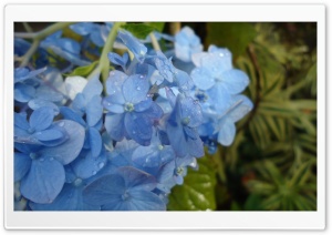 Blue Hydrangea Flowers Ultra HD Wallpaper for 4K UHD Widescreen Desktop, Lockscreen, Screensaver, TV, Tablet, Smartphone