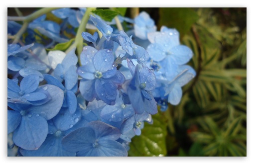 Blue Hydrangea Flowers UltraHD Wallpaper for HD 16:9 ; Widescreen 16:10 5:3 ; Fullscreen 4:3 5:4 3:2 ; Tablet 1:1 ; Mobile 3:4 ;