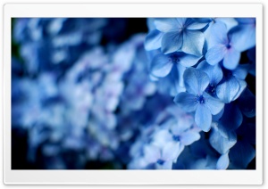 Blue Hydrangea Flowers Ultra HD Wallpaper for 4K UHD Widescreen desktop, tablet & smartphone