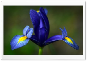 Blue Iris Flower Ultra HD Wallpaper for 4K UHD Widescreen desktop, tablet & smartphone