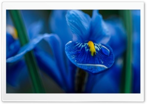 Blue Iris Flower Macro Ultra HD Wallpaper for 4K UHD Widescreen desktop, tablet & smartphone