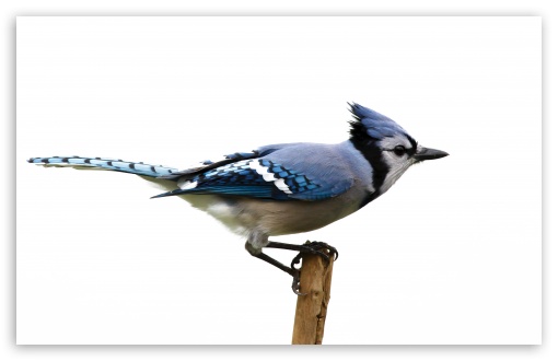 Blue Jay UltraHD Wallpaper for UHD 16:9 ; HD 16:9 ; Widescreen 16:10 5:3 ; Fullscreen 4:3 5:4 3:2 ; Tablet 1:1 ;