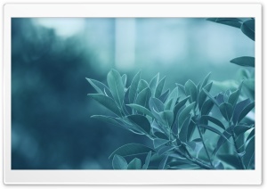 Blue Leaves Ultra HD Wallpaper for 4K UHD Widescreen desktop, tablet & smartphone