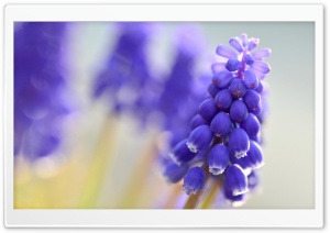 Blue Muscari Flowers Ultra HD Wallpaper for 4K UHD Widescreen desktop, tablet & smartphone