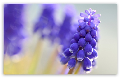 Blue Muscari Flowers UltraHD Wallpaper for HD 16:9 ; Widescreen 16:10 5:3 ; Fullscreen 4:3 5:4 3:2 ; Tablet 1:1 ; Mobile 3:5 3:4 ;