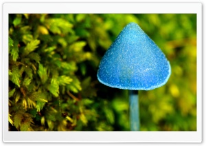 Blue Mushroom Ultra HD Wallpaper for 4K UHD Widescreen desktop, tablet & smartphone