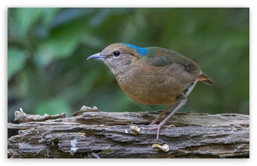 Blue-naped Pitta Bird UltraHD Wallpaper for UHD 16:9 ; HD 16:9 ; Widescreen 16:10 5:3 ; Fullscreen 3:2 ;