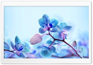 Blue Orchid Flowers Ultra HD Wallpaper for 4K UHD Widescreen desktop, tablet & smartphone