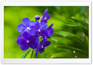 Blue Orchids Ultra HD Wallpaper for 4K UHD Widescreen desktop, tablet & smartphone