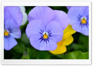 Blue Pansies Ultra HD Wallpaper for 4K UHD Widescreen desktop, tablet & smartphone